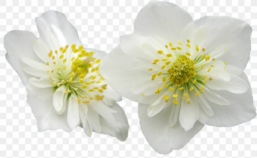 Helleborus Niger Flower Garden Roses Plant, PNG, 1600x985px, Helleborus Niger, Blossom, Bud, Cherry Blossom, Cut Flowers Download Free