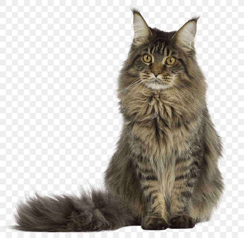 Il Gatto Maine Coon Persian Cat Siberian Cat Exotic Shorthair, PNG, 800x800px, Maine Coon, Animal Husbandry, Asian Semi Longhair, Breed, British Semi Longhair Download Free