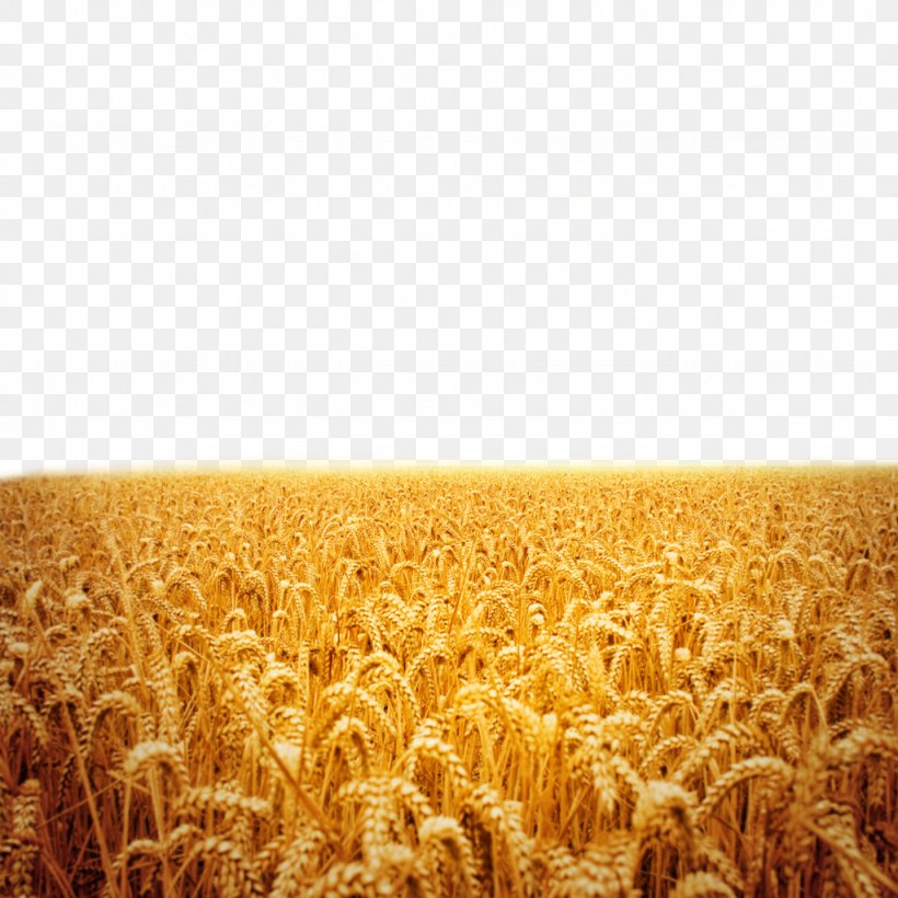 Sunset Stock Photography Fukei, PNG, 1024x1024px, Sunset, Agriculture, Cereal, Commodity, Crop Download Free