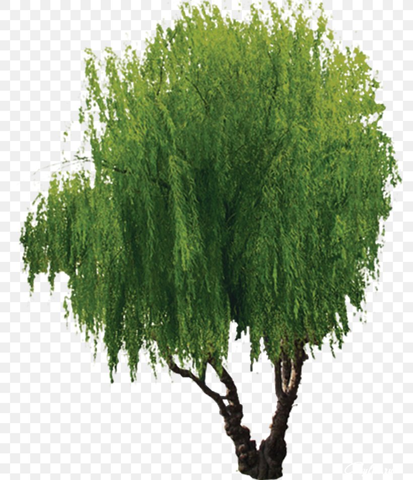 Willow Tree, PNG, 778x953px, Willow, Evergreen, Gratis, Information, Larch Download Free
