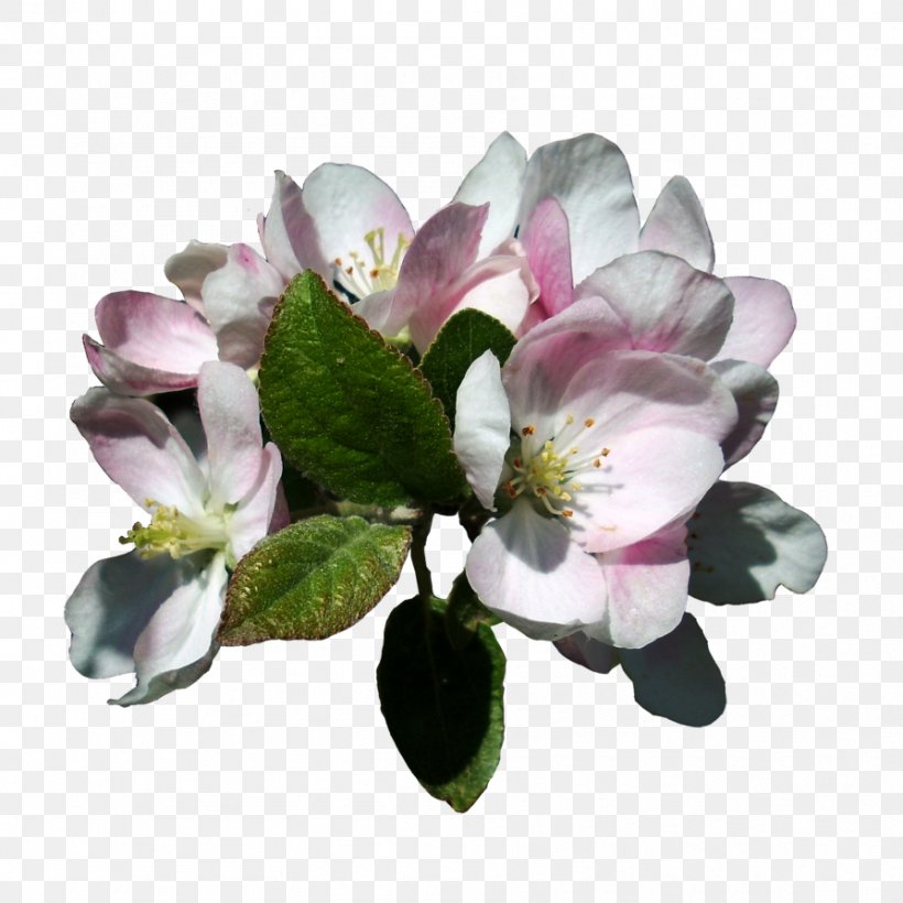 Apple Blossom Flower Antigo, PNG, 894x894px, Apple, Antigo, Blossom, Cut Flowers, Floral Design Download Free