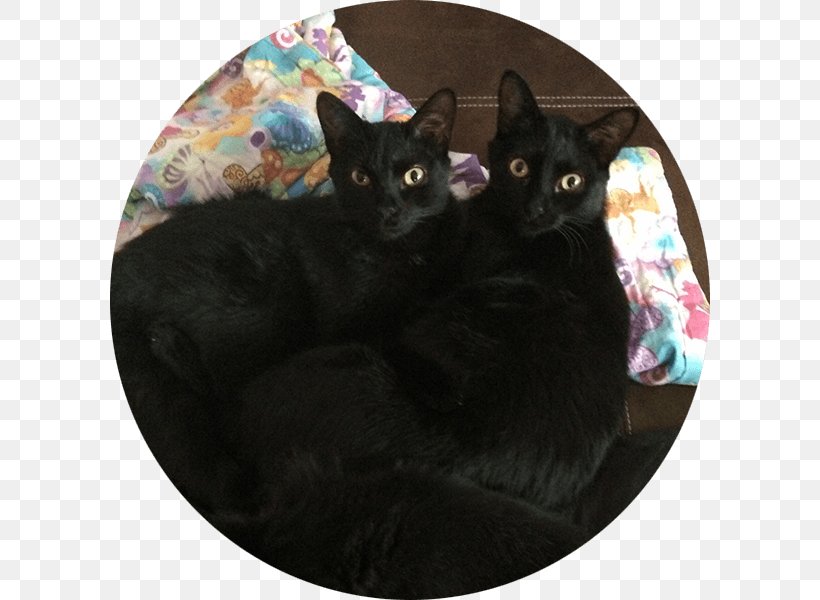 Bombay Cat Black Cat Korat Havana Brown Domestic Short Haired Cat
