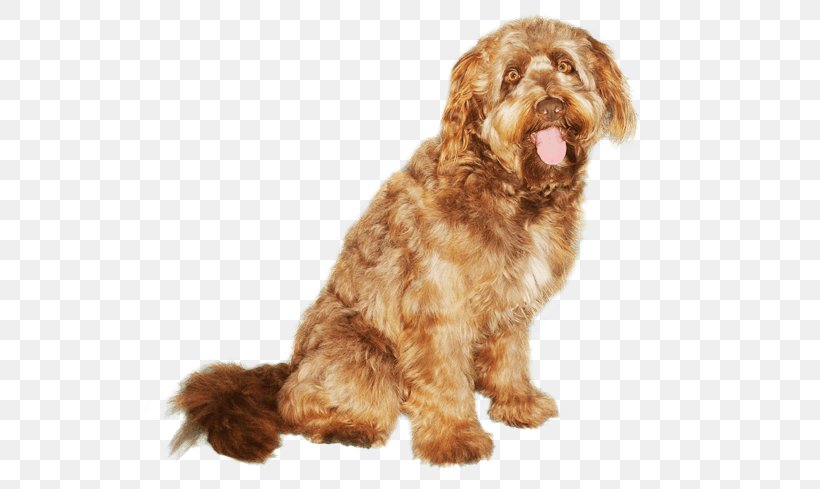 Cockapoo Otterhound Wirehaired Pointing Griffon Schnoodle Cavapoo, PNG, 567x489px, Cockapoo, Breed, Carnivoran, Cavapoo, Companion Dog Download Free