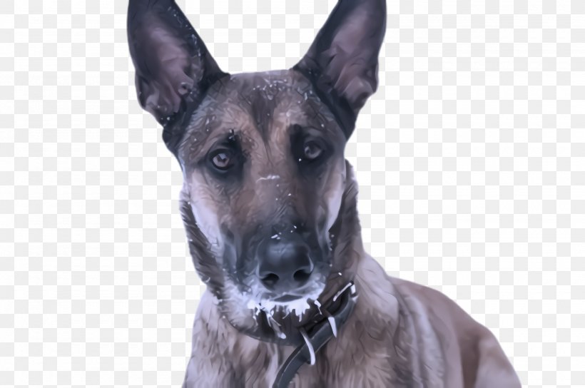 Dog German Shepherd Dog Snout Police Dog Great Dane, PNG, 2000x1328px, Dog, German Shepherd Dog, Great Dane, Police Dog, Snout Download Free