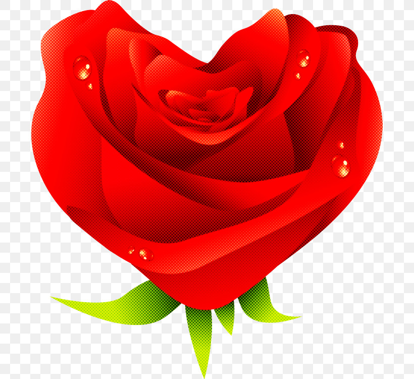 Garden Roses, PNG, 696x750px, Red, Camellia, China Rose, Closeup, Floribunda Download Free