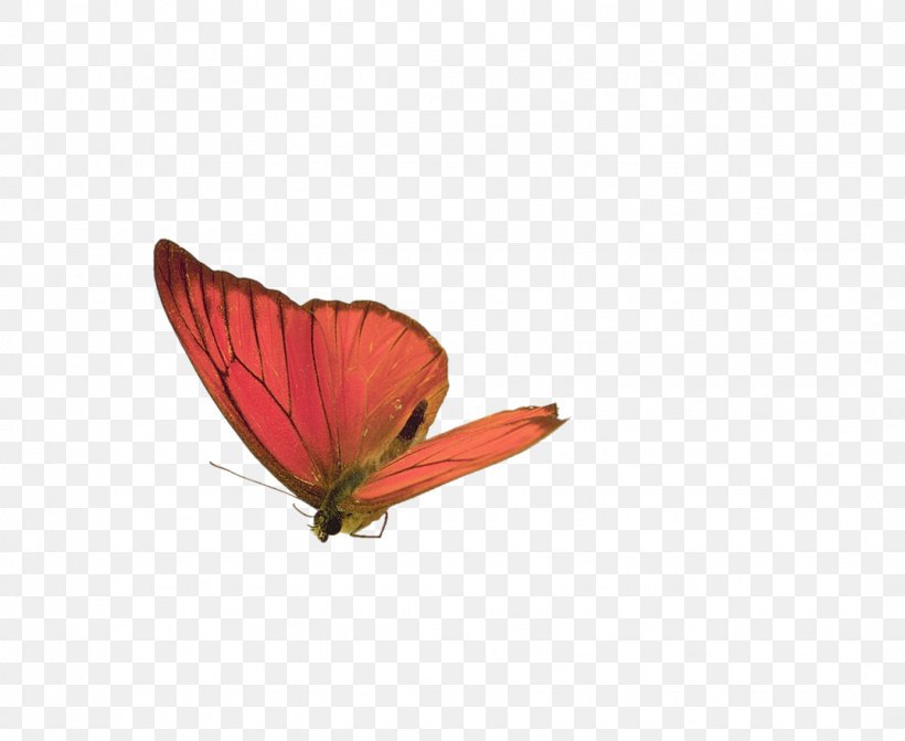 Papillon Dog Butterfly Wallpaper, PNG, 1074x880px, Papillon Dog, Animation, Butterfly, Flower, Heart Download Free