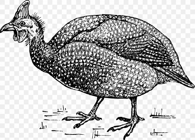 Raccoon Turkey Guineafowl Clip Art, PNG, 2400x1727px, Raccoon, Art, Beak, Bird, Black And White Download Free