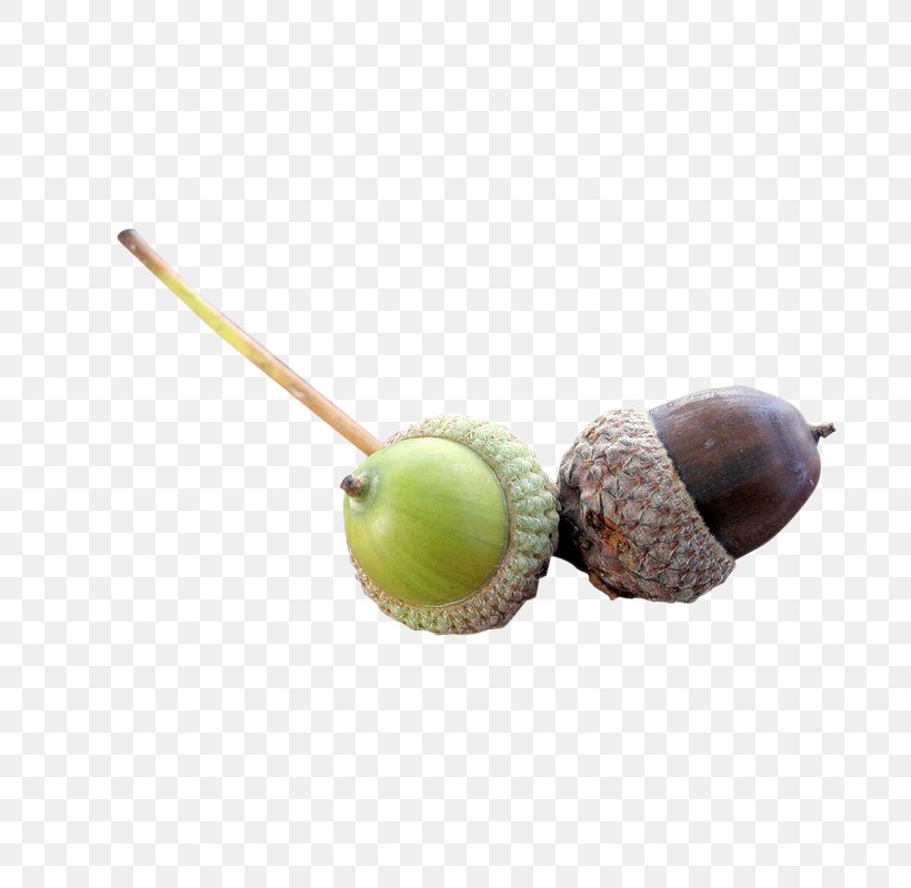 Acorn Image Clip Art Stock.xchng, PNG, 800x800px, Acorn, Digital Image, Food, Ingredient, Nut Download Free