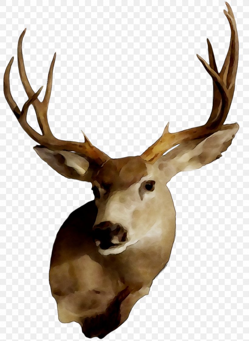 Elk White-tailed Deer Reindeer Trophy Hunting, PNG, 1308x1795px, Elk, Animal, Antler, Barren Ground Caribou, Deer Download Free