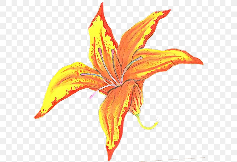 Orange, PNG, 600x563px, Plant, Daylily, Flower, Leaf, Lily Download Free