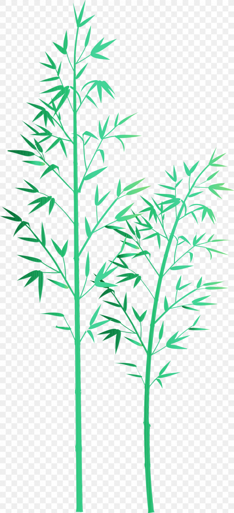 Plant Leaf Plant Stem Flower Grass Family, PNG, 1371x3000px, Bamboo, Flower, Grass, Grass Family, Heracleum Plant Download Free