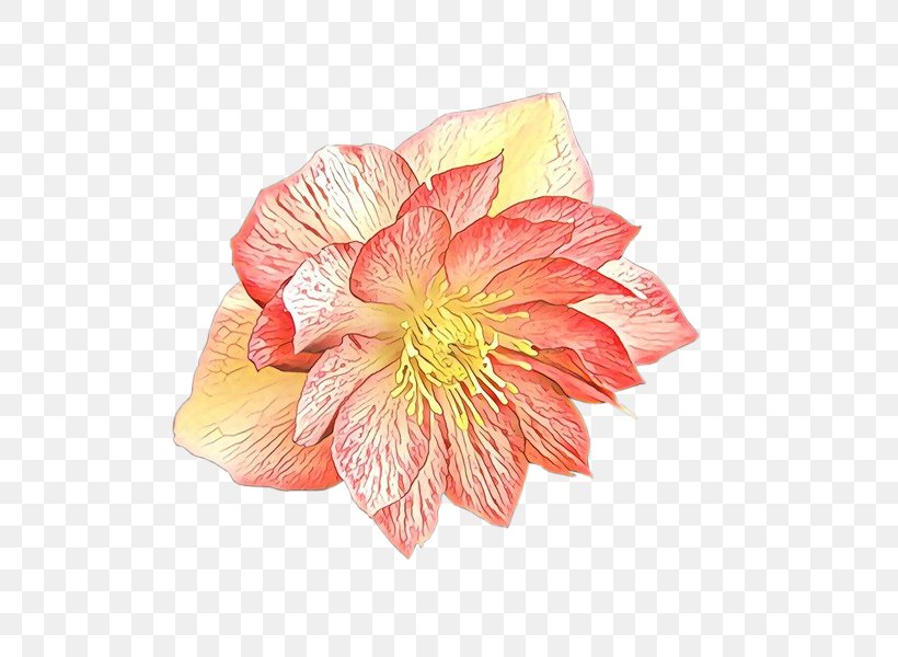 Rose Family Cut Flowers Peony Yellow, PNG, 600x600px, Rose Family, Cut Flowers, Flower, Flowering Plant, Herbaceous Plant Download Free