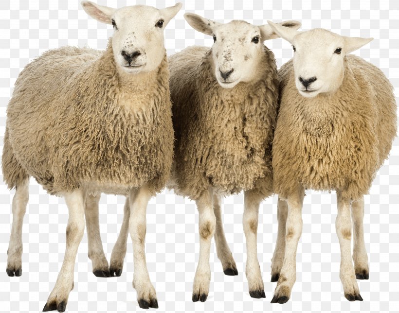 Sheep Wiki Computer File, PNG, 2905x2282px, Sheep, Counting Sheep, Cow Goat Family, Fur, Goat Download Free