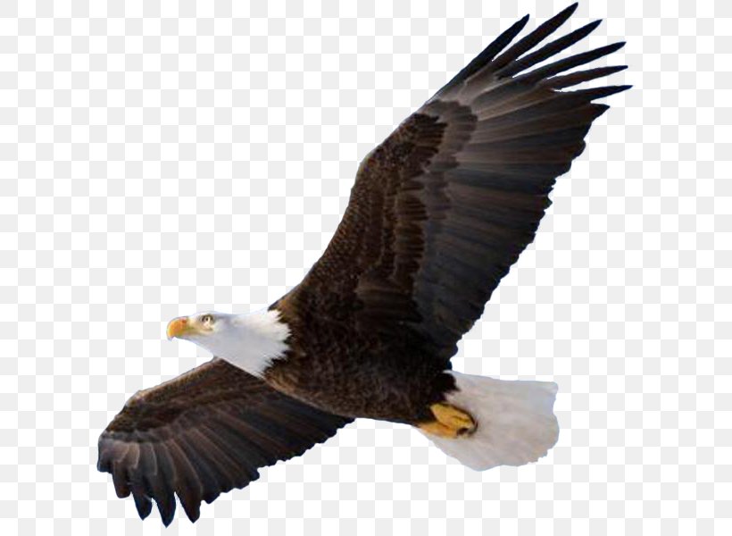 Bald Eagle Bird Of Prey Clip Art, PNG, 628x600px, Bald Eagle, Accipitriformes, Beak, Bird, Bird Of Prey Download Free