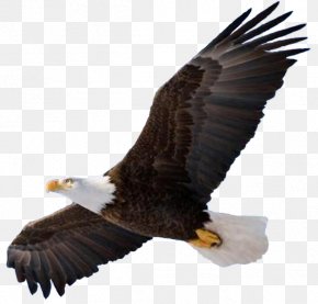 Eagle - Bald Eagle Bird Of Prey Clip Art PNG