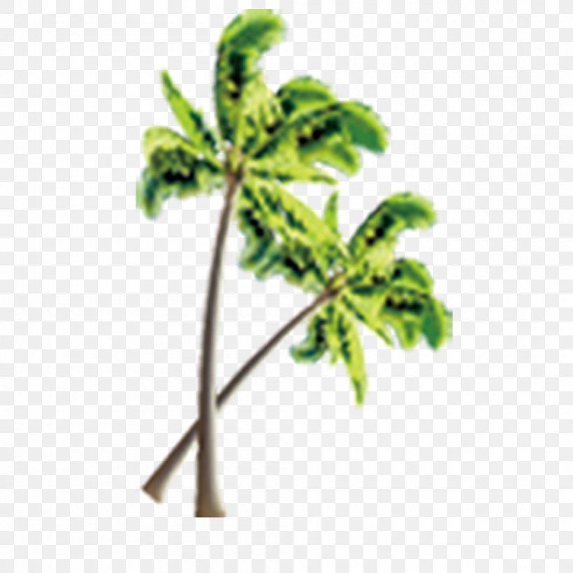 Beach Tree Coconut, PNG, 1000x1000px, Beach, Branch, Coconut, Flowerpot, Grass Download Free