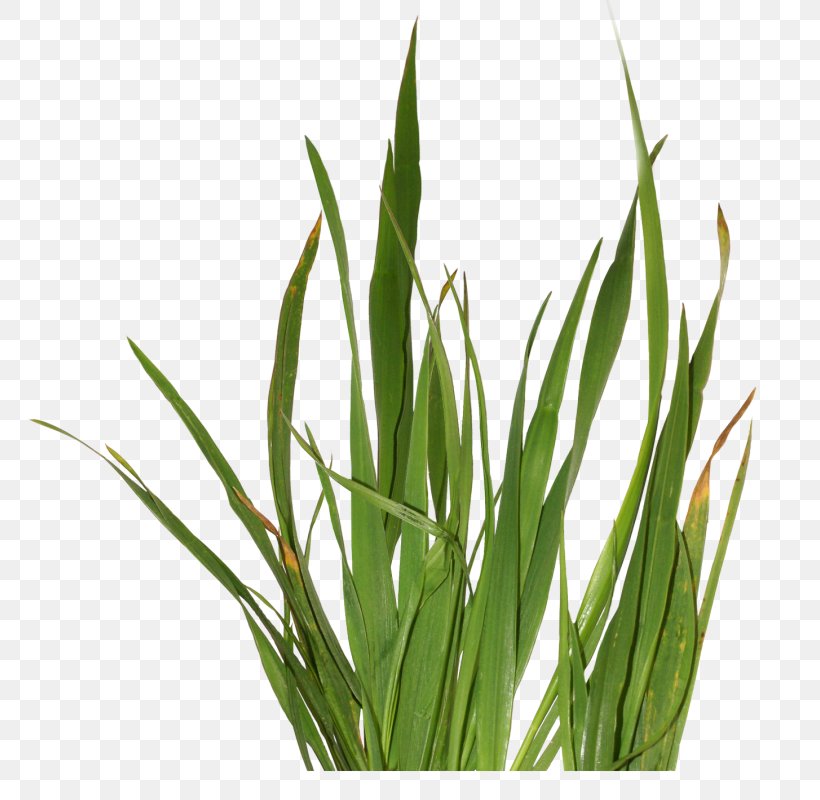 Herbaceous Plant Grass Clip Art, PNG, 764x800px, Herbaceous Plant, Commodity, Computer Software, Digital Image, Grass Download Free