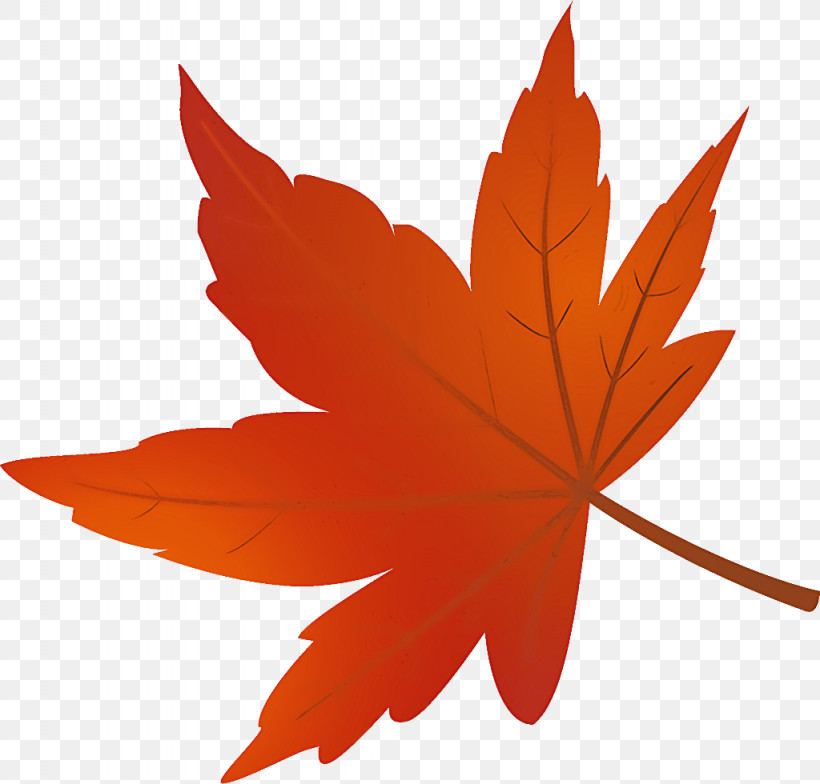 Maple Leaf Autumn Leaf Yellow Leaf, PNG, 1024x980px, Maple Leaf, Autumn Leaf, Black Maple, Deciduous, Flower Download Free
