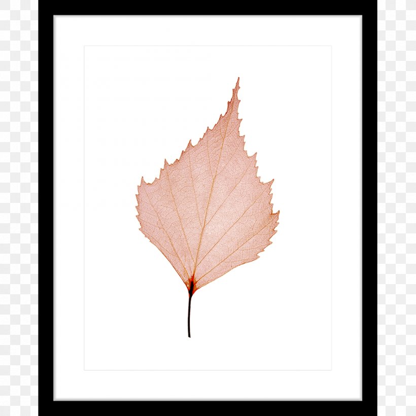 Maple Leaf Petal, PNG, 1000x1000px, Maple Leaf, Leaf, Maple, Petal, Plant Download Free