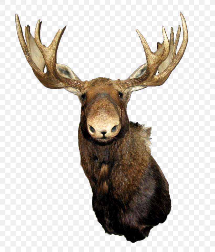 Moose Red Deer Elk, PNG, 1267x1485px, Moose, Antler, Deer, Elk, Fallow Deer Download Free