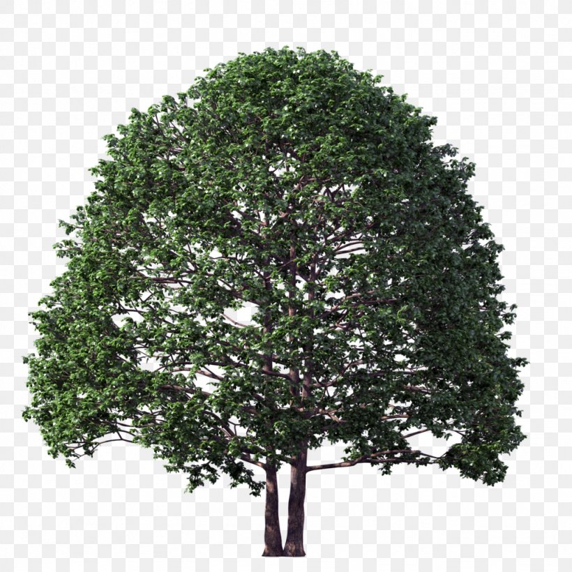 Tree DeviantArt, PNG, 1024x1024px, Tree, Art, Branch, Deviantart, Evergreen Download Free