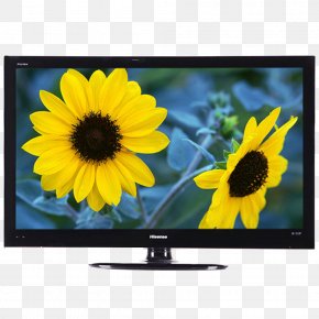 4-core CPU Dual-channel Stereo LCD TV - Common Sunflower Nature Yellow Wallpaper PNG