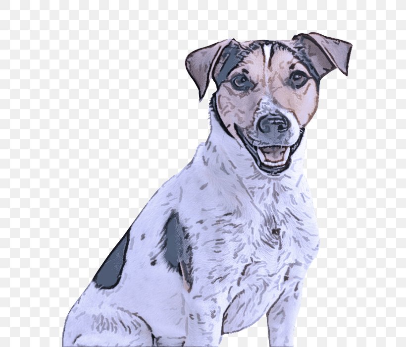 Dog Dog Breed Drawing Sporting Group Rare Breed (dog), PNG, 800x700px, Dog, Companion Dog, Dog Breed, Drawing, Rare Breed Dog Download Free