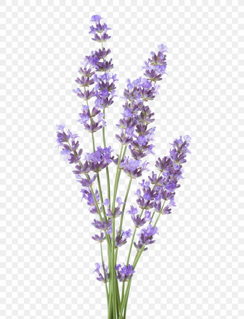 Lavender, PNG, 4098x5356px, Lavender, Banco De Imagens, Common Sage, Cut Flowers, Delphinium Download Free