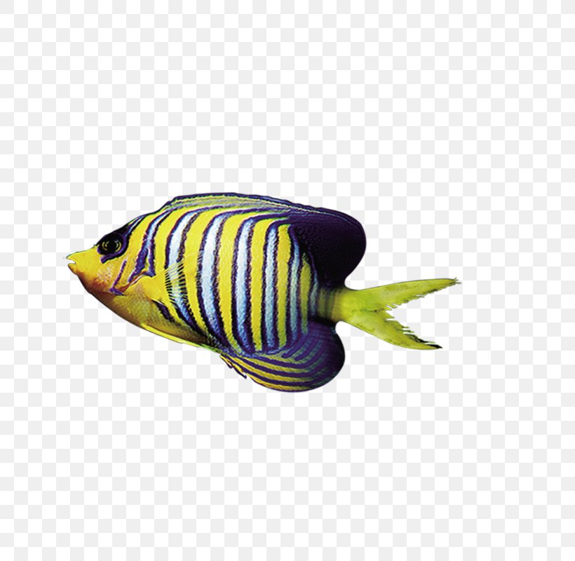 Marine Animals Tropical Fish, PNG, 800x800px, Marine Animals, Android ...