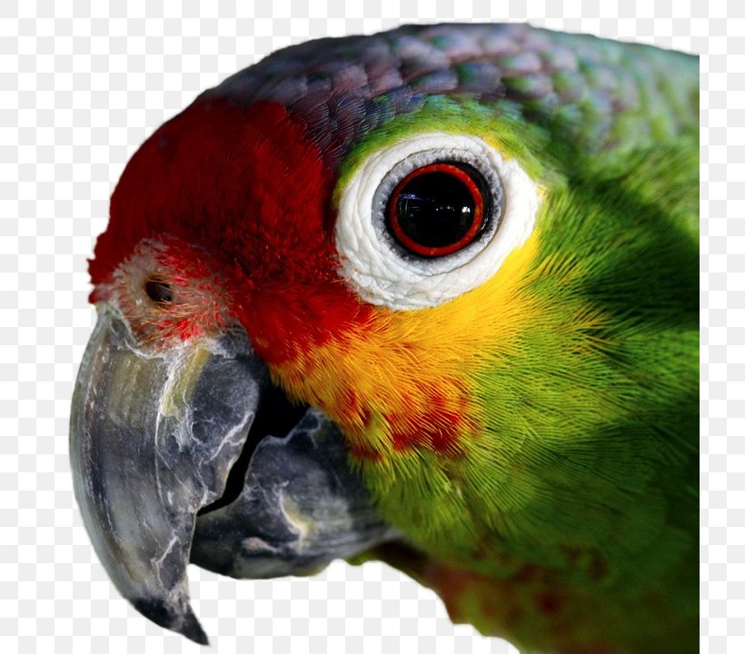Amazon Parrot Bird Parakeet Macaw, PNG, 720x720px, Parrot, Amazon Parrot, Beak, Bird, Common Pet Parakeet Download Free