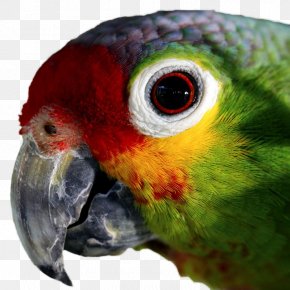 Parrot - Amazon Parrot Bird Parakeet Macaw PNG