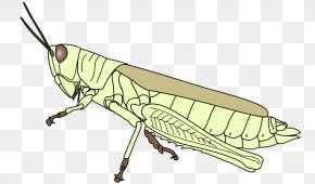 Wildlife Wing - Ant Cartoon PNG