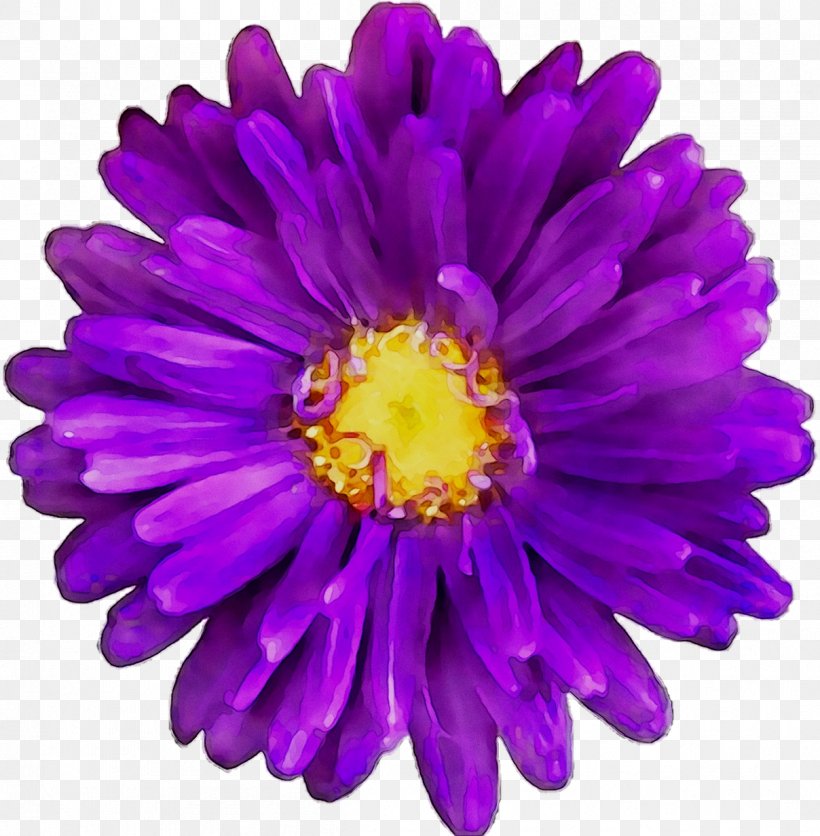 Clip Art Transvaal Daisy Openclipart Image Purple, PNG, 1208x1233px, Transvaal Daisy, Alpine Aster, Annual Plant, Aster, Black Download Free