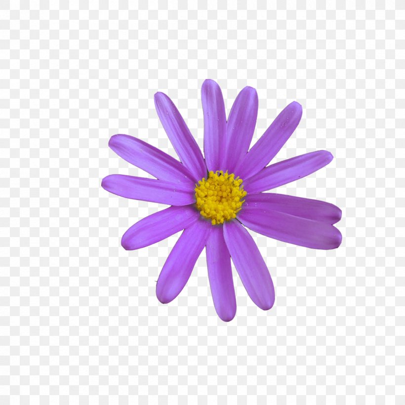 Communication Web Page Business Emoji Meaning, PNG, 1200x1200px, Communication, Aster, Business, Chrysanths, Daisy Download Free