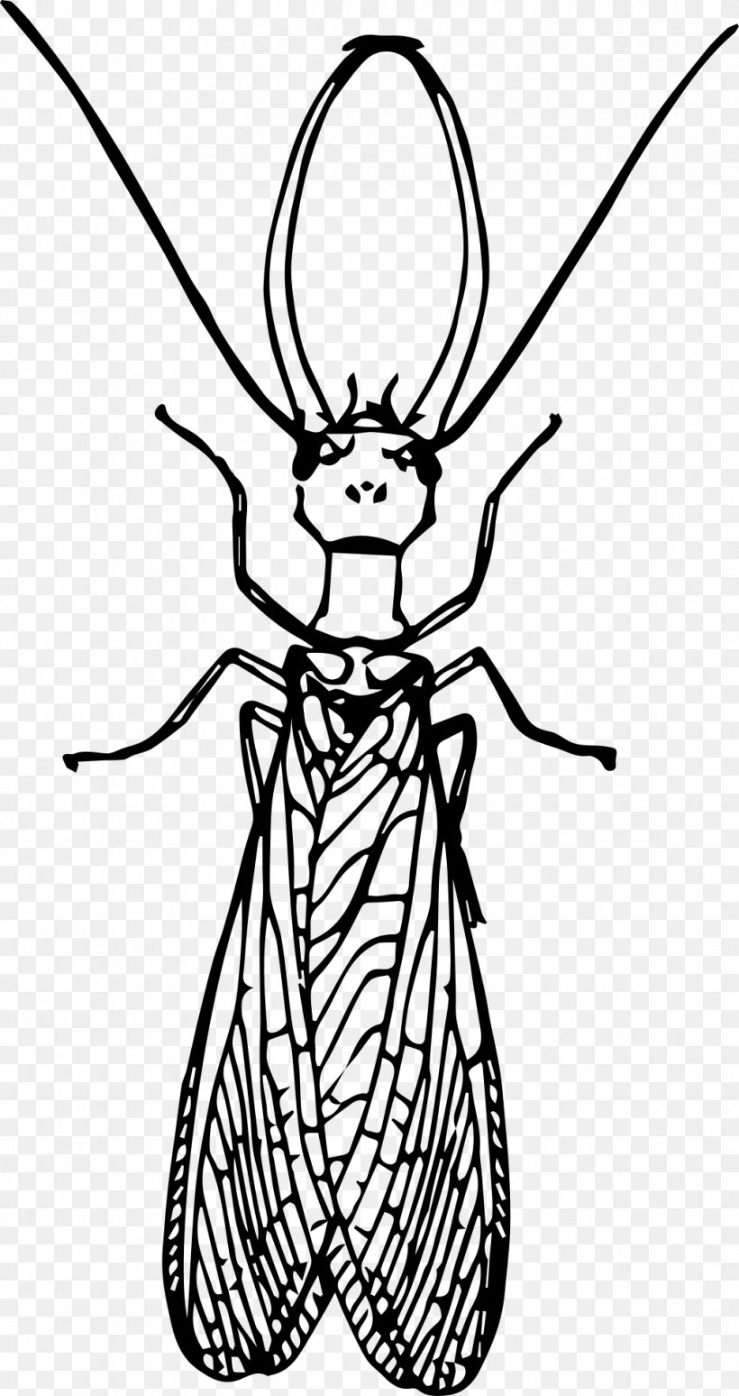 Insect Drawing Dobsonfly Clip Art, PNG, 1017x1920px, Insect, Art, Artwork, Black And White, Cartoon Download Free