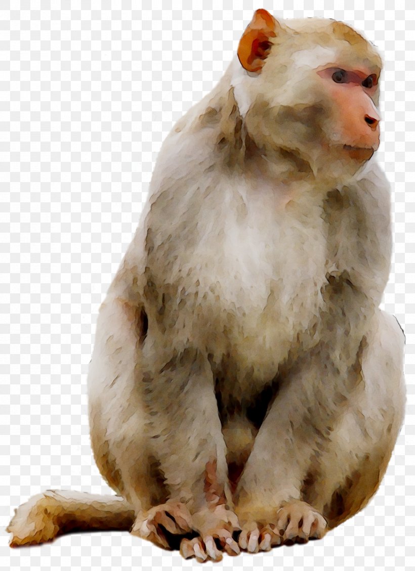 Macaque Monkey Clip Art Mandrill Primate, PNG, 980x1350px, Macaque, Ape, Baboons, Hamadryas Baboon, Istock Download Free
