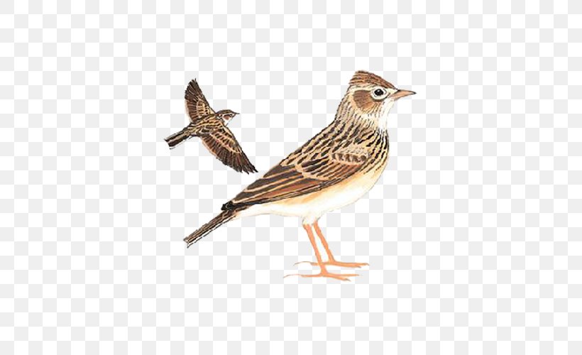 Sparrow Eurasian Skylark Oriental Skylark Bird Swallow, PNG, 500x500px, Sparrow, Barn Swallow, Beak, Bird, Emberizidae Download Free