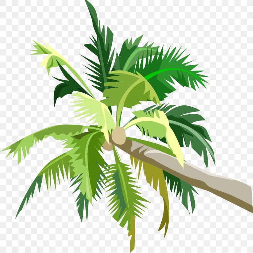 Arecaceae Tree Coconut Fruit, PNG, 1677x1680px, Arecaceae, Arecales, Coco, Coconut, Fruit Download Free