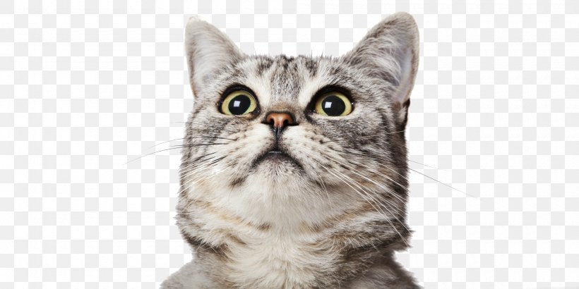 British Shorthair Tabby Cat Image Felidae Pet, PNG, 2000x1000px, British Shorthair, American Shorthair, American Wirehair, Asian, California Spangled Download Free