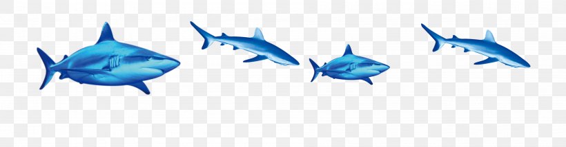 Shark Fish Download, PNG, 3795x995px, Shark, Blue, Color, Computer, Fish Download Free