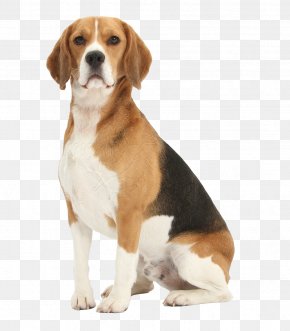 Puppy - Beagle Pet Sitting Jack Russell Terrier Puppy German Shepherd PNG
