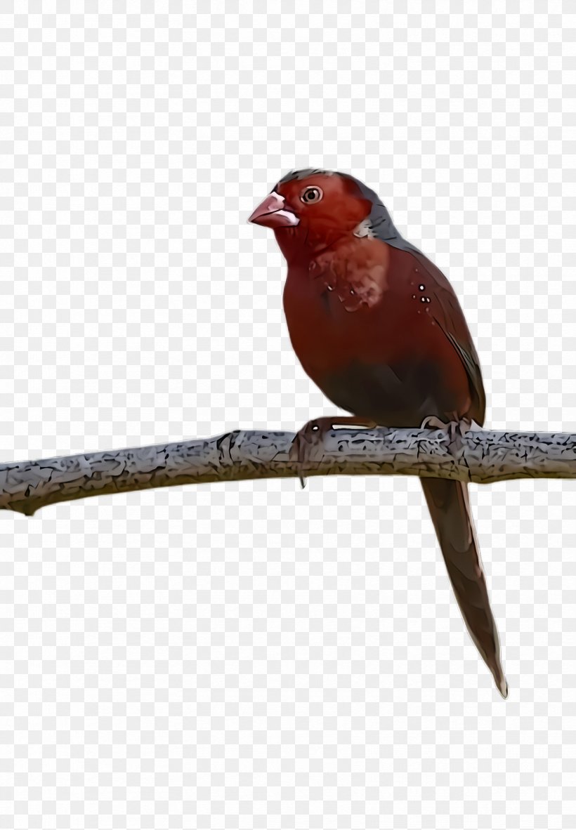 Bird Beak Perching Bird Finch Songbird, PNG, 1664x2400px, Bird, Beak, Finch, Perching Bird, Songbird Download Free