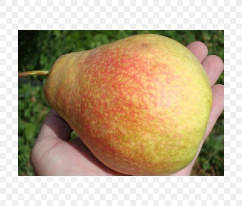 Local Food Apple Pear Peach, PNG, 700x700px, Food, Apple, Fruit, Local Food, Peach Download Free
