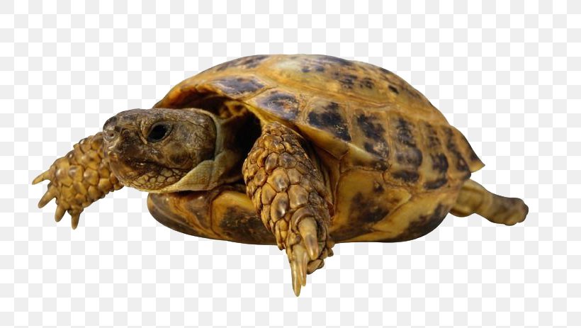 Sea Turtle Tortoise, PNG, 800x463px, Turtle, Box Turtle, Emydidae, Fauna, Organism Download Free