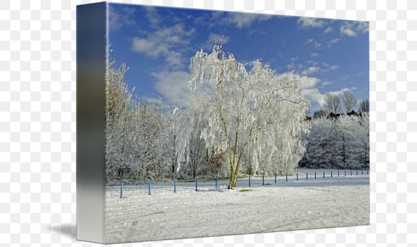 Winter Sky Plc Branching, PNG, 650x487px, Winter, Branch, Branching, Freezing, Frost Download Free