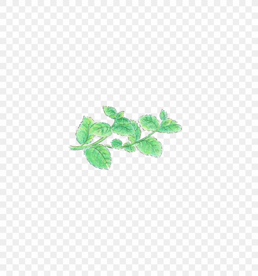 Green Leaf Pattern, PNG, 845x904px, Mentha Spicata, Apple Mint, Bilberry, Cuisine, Grass Download Free