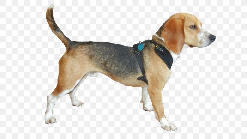 Harrier English Foxhound Beagle American Foxhound Grand Anglo-Français Tricolore, PNG, 653x461px, Harrier, American Foxhound, Beagle, Beagle Harrier, Beagleharrier Download Free
