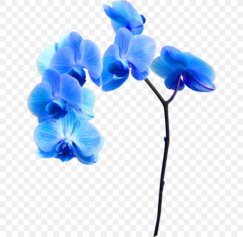 Blue Flower Clip Art, PNG, 637x800px, Blue, Color, Cut Flowers, Flower, Flower Bouquet Download Free