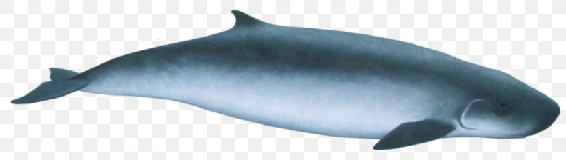 Common Bottlenose Dolphin Short-beaked Common Dolphin Tucuxi Rough-toothed Dolphin White-beaked Dolphin, PNG, 1024x290px, Common Bottlenose Dolphin, Animal Figure, Blowhole, Cetaceans, Dolphin Download Free