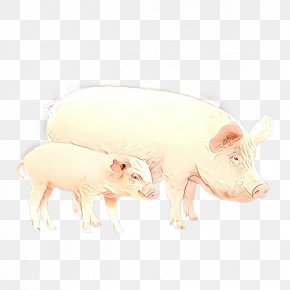 Fawn Boar - Domestic Pig Suidae Animal Figure Snout Livestock PNG